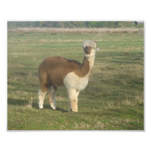 Alpaca Foto Afdruk (Voorkant)