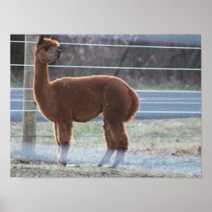 Alpaca-foto poster