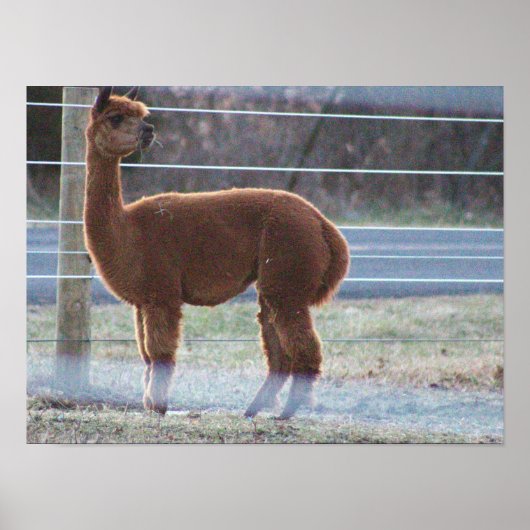 Alpaca-foto poster (Voorkant)
