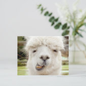 Alpaca Funny Face Briefkaart (Staand voorkant)