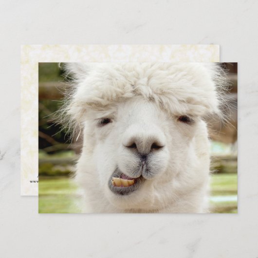 Alpaca Funny Face Briefkaart (Voorkant / Achterkant)