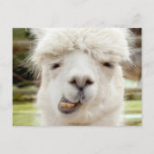 Alpaca Funny Face Briefkaart (Voorkant)
