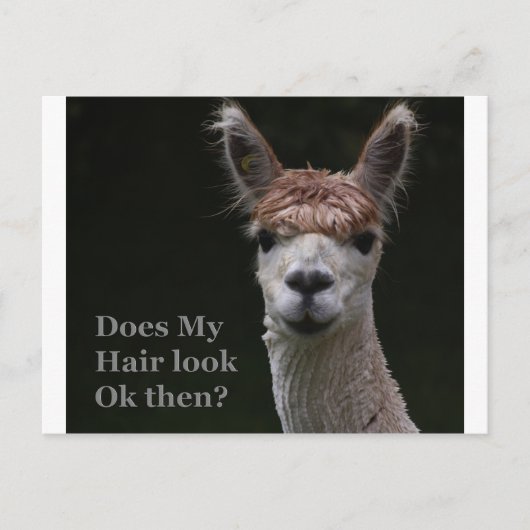 Alpaca grappige haarstijl briefkaart (Voorkant)