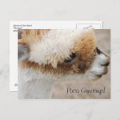 Alpaca Greetings. Briefkaart (Voorkant / Achterkant)