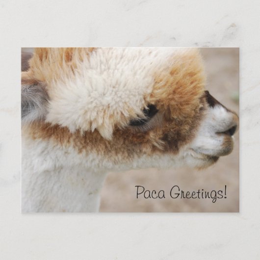 Alpaca Greetings. Briefkaart (Voorkant)