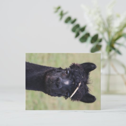 Alpaca Hay Day! Briefkaart (Staand voorkant)