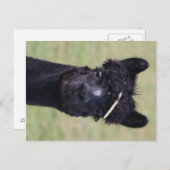 Alpaca Hay Day! Briefkaart (Voorkant / Achterkant)