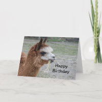 Alpaca Hooibalen Dier Foto Verjaardag