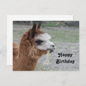 Alpaca Hooit Eet Dier Foto Verjaardag Briefkaart (Voorkant / Achterkant)
