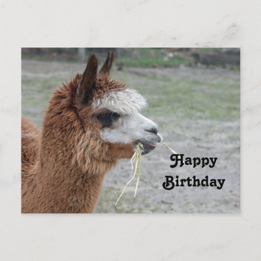 Alpaca Hooit Eet Dier Foto Verjaardag Briefkaart (Voorkant)