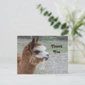 Alpaca Hooit Gras Dier Foto Bedankt Briefkaart (Staand voorkant)