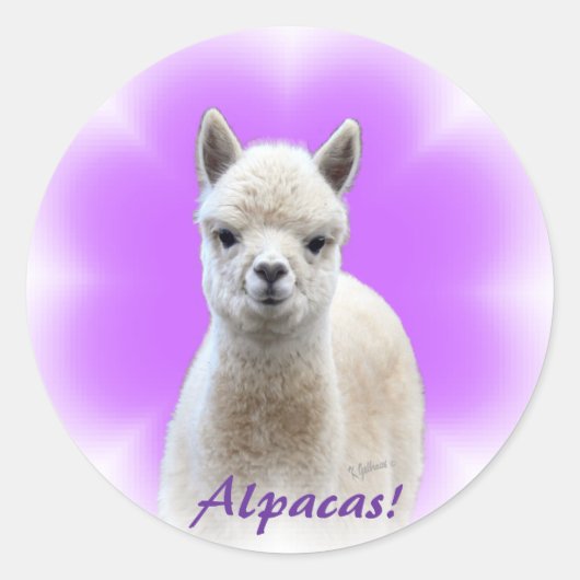 Alpaca Hope Stickers (Voorkant)