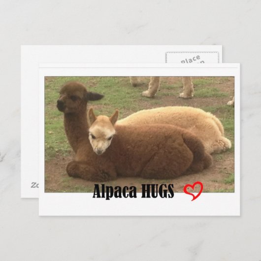 Alpaca Hugs Briefkaart (Voorkant / Achterkant)