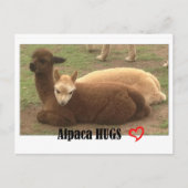 Alpaca Hugs Briefkaart (Voorkant)