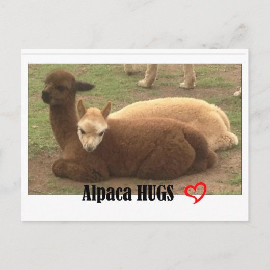 Alpaca Hugs Briefkaart (Voorkant)