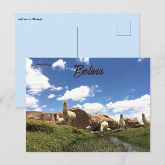 Alpaca in Bolivia Briefkaart (Voorkant / Achterkant)