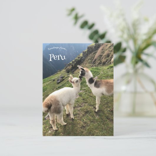 Alpaca in Peru Briefkaart (Staand voorkant)