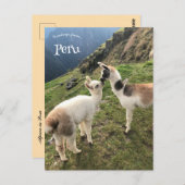 Alpaca in Peru Briefkaart (Voorkant / Achterkant)