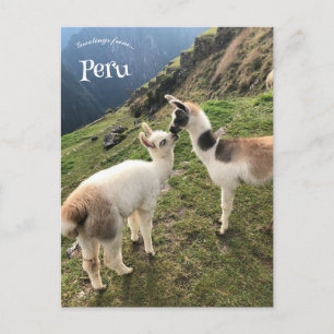 Alpaca in Peru Briefkaart