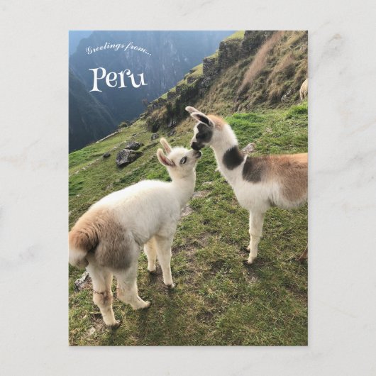 Alpaca in Peru Briefkaart (Voorkant)