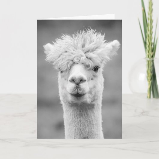 Alpaca in zwart en wit, Verjaardag Kaart (Voorkant)