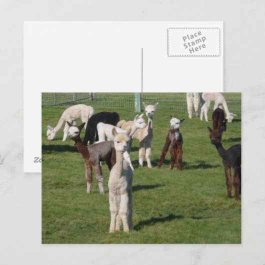 Alpaca jongsters briefkaart (Voorkant / Achterkant)