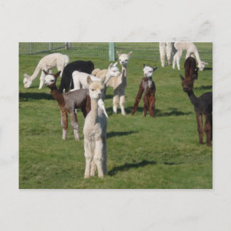 Alpaca jongsters briefkaart