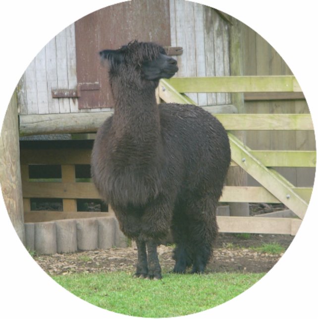 Alpaca Kerst Ornament Fotobeeldje Ornament (Voorkant)