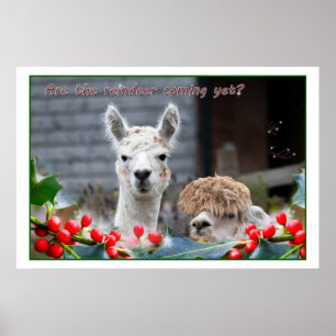 Alpaca Kerstmis Poster