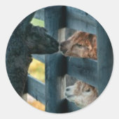 Alpaca kussen Sticker (Voorkant)