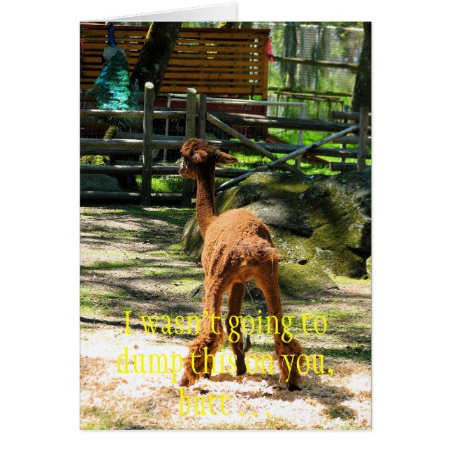 Alpaca leuk (Voorkant)