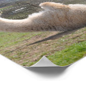 Alpaca llama grappig motivatie poster (Hoek)