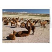 Alpaca Llama Herd Andes Mountains Let op Kaart (Voorkant Horizontaal)