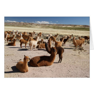 Alpaca Llama Herd Andes Mountains Let op Kaart