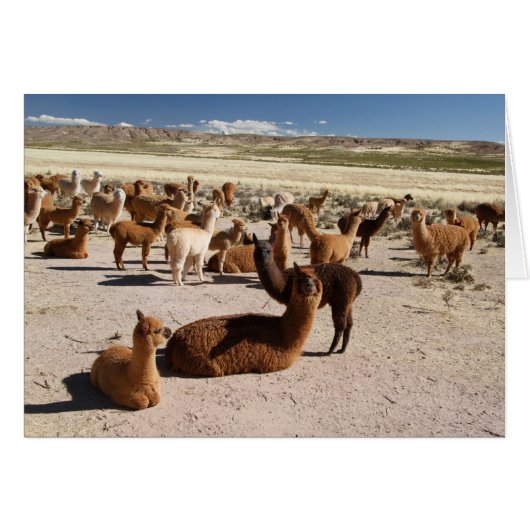 Alpaca Llama Herd Andes Mountains Let op Kaart (Voorkant Horizontaal)