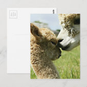 Alpaca Love Briefkaart (Voorkant / Achterkant)