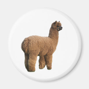 Alpaca magische magneet