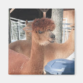 Alpaca Magneet (Voorkant)