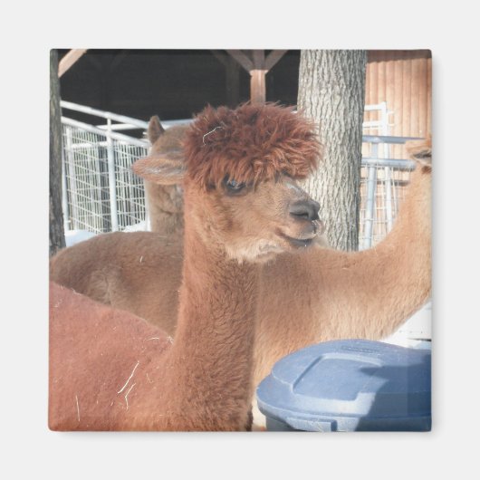 Alpaca Magneet (Voorkant)