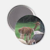 alpaca magneet (Voorkant / Achterkant)