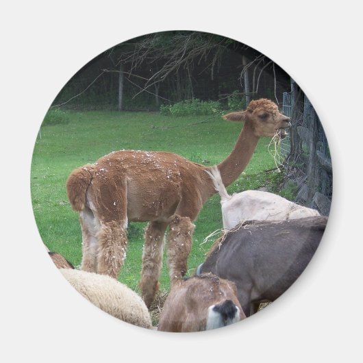 alpaca magneet (Voorkant)