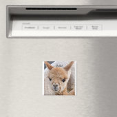 Alpaca magnet (Insitu (Vaatwasser))