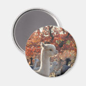 Alpaca Magnet (Voorkant / Achterkant)