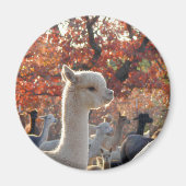 Alpaca Magnet (Voorkant)