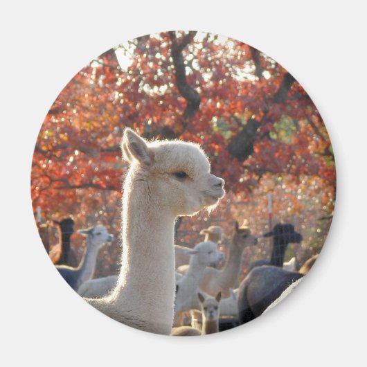 Alpaca Magnet (Voorkant)