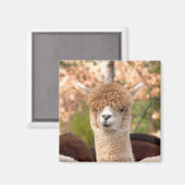Alpaca Magnet Belle (Voorkant / Achterkant)