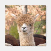 Alpaca Magnet Belle (Voorkant)
