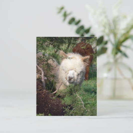 Alpaca Magnet Briefkaart (Staand voorkant)