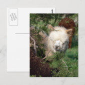 Alpaca Magnet Briefkaart (Voorkant / Achterkant)