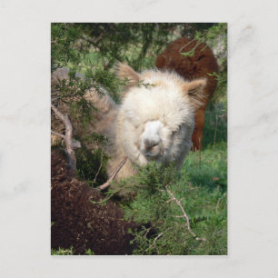 Alpaca Magnet Briefkaart
